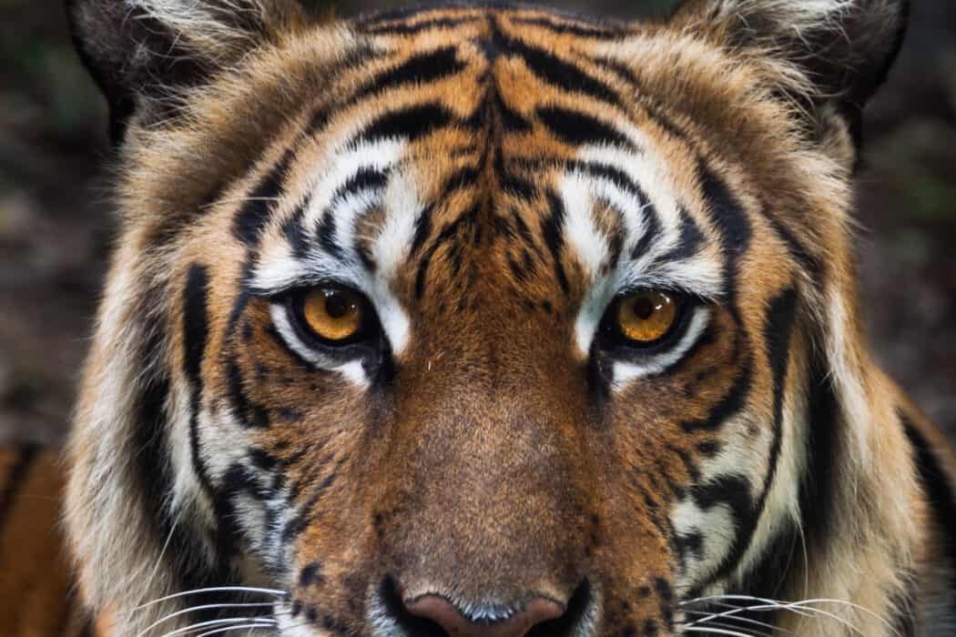 Close-up of a tiger's face showing its orange and black striped fur, intense amber eyes, and white whiskers.