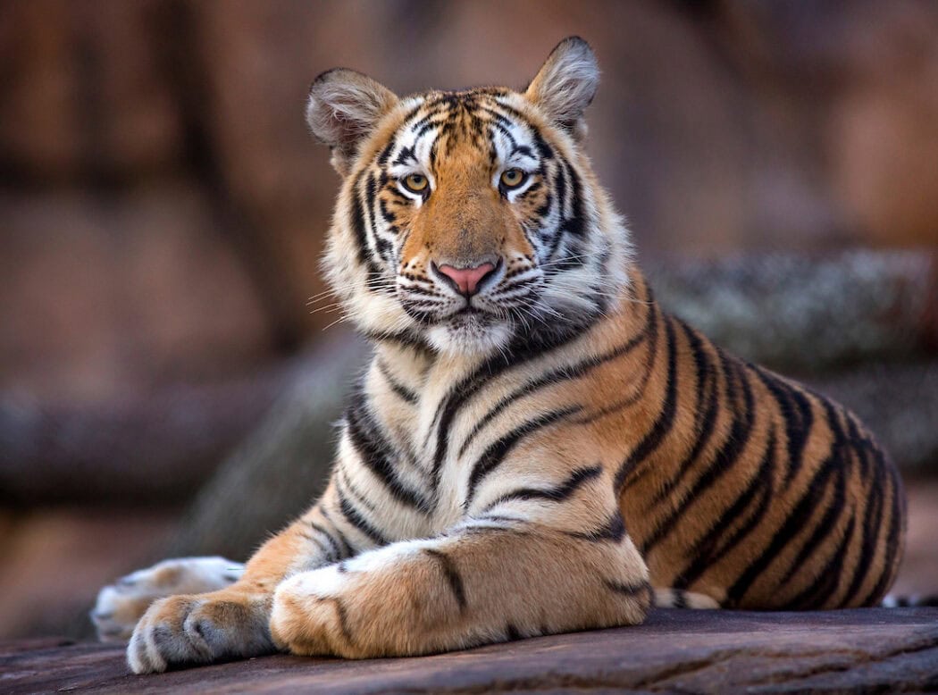 A Bengal tiger lies on a rock, facing the camera with its front legs crossed and a calm, alert expression.